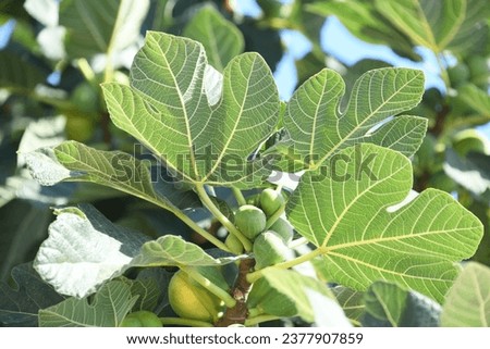 the first delicate fig leaves and small figs on a fig tree, Alicante Province, Costa Blanca, Spain Royalty-Free Stock Photo #2377907859