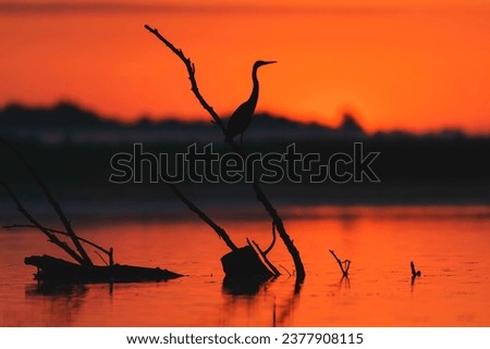 Wild life birds photography a bird perched on a branch in a serene water ecosystem in Danube Delta Romania
