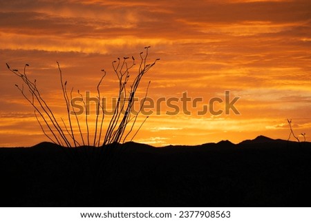 Beautiful Orange Desert Sunset with  flowers and mountain silhouette in Arizona. Beautiful nature, scenic landscape and background. 