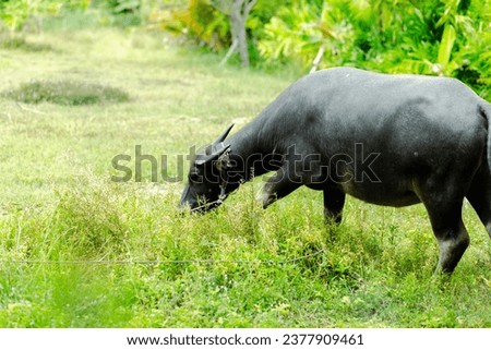 Close-up pictures of cows and buffaloes.