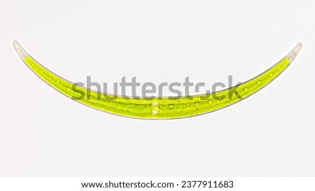 Freshwater microalgae, Closterium sp. Live cell. Selective focus image Royalty-Free Stock Photo #2377911683