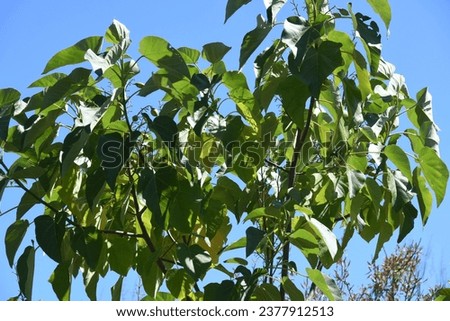 Paulownia tomentosa, wisteria sinensis, leguminosas, with leaves, Alicante province, Spain