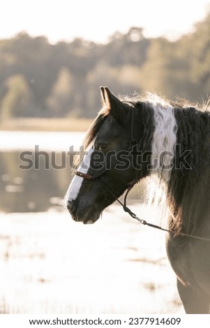 Irish cob gypsy vanner horse in nature  Royalty-Free Stock Photo #2377914609