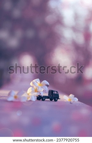 Plumeria flowers with vintage toys in winter 