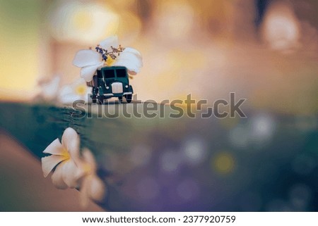 Plumeria flowers with vintage toys in winter 