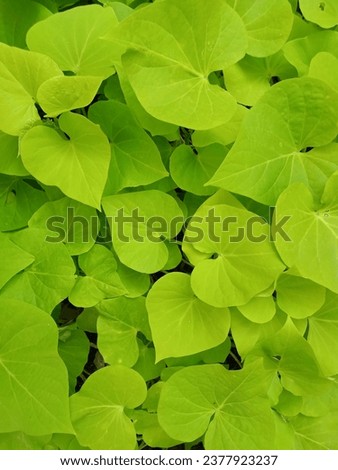 Leaf texture of Ipomoea batatas marguerita Royalty-Free Stock Photo #2377923237