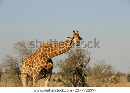 A giraffe eating breakfast at Kruger National Park, South Africa