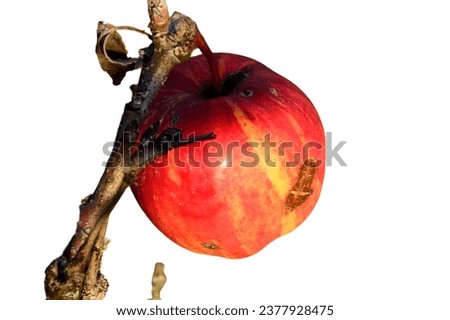 Apple diseases. Disease of Apple trees One red rotten apple lies among ripe healthy green apples in full screen isolated white background 