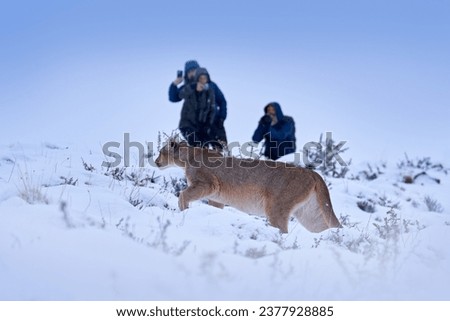 Photographers with camara and wild cat puma. Two people man in the snow in Torres del Paine, Chile. Travel with camera in Panagonina. Persons danger situation wit cougar. Moutain lion in nature. 