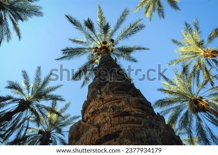 Palm on date palm plantation in Degache oasis town, Tozeur Governorate of Tunisia Royalty-Free Stock Photo #2377934179