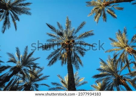 Date palms on plantation in Degache oasis town, Tozeur Governorate of Tunisia Royalty-Free Stock Photo #2377934183
