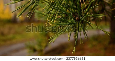 Macro picture of pine needles with rain drops on its ends. Rain in the forest.