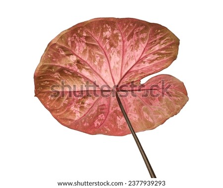 Caladium bicolor leaf or Queen of the Leafy Plants, Bicolor foliage isolated on white background, with clipping path                                       