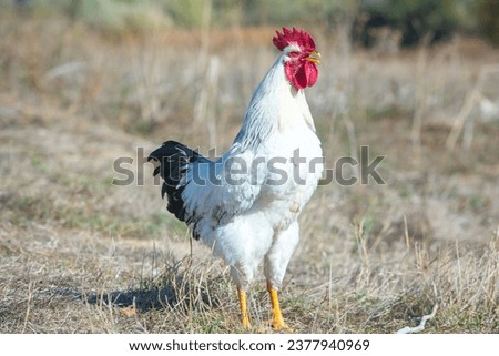 White rooster with red comb in the field, close-up
