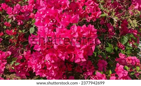 Beautiful pink bougainvillea flowers (fuschia bugenvil) in the yard