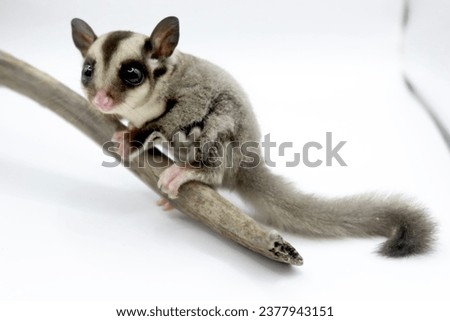 A little sugar glider with a short tail. Royalty-Free Stock Photo #2377943151
