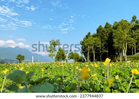 Pictures of a park with many green trees, pictures of small flowers, close-up macro shots of flowers, pictures of pure nature, vibrant plants and leaves, pictures of green and serene suburban life, an