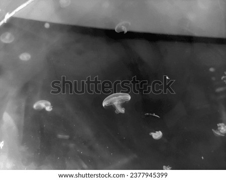 Blue transparent  jellyfish macro view blurred background, marine photography, sea nature beautiful creatures