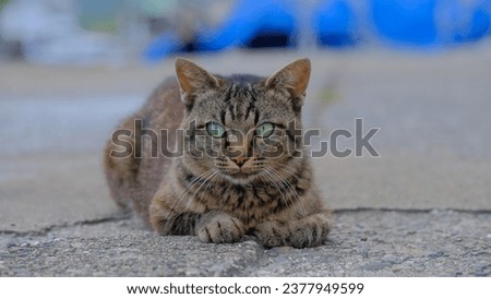 A cat lying down while being wary of its surroundings