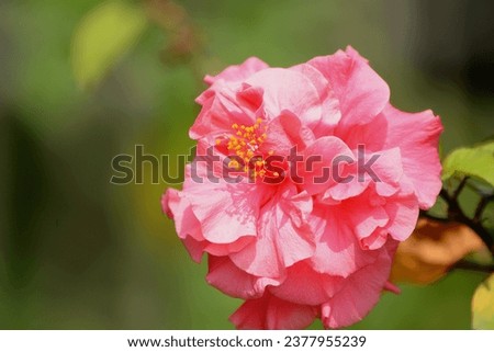 Beautiful Pink Hibiscus Flower, Double Pink Hibiscus, known as Ponchomukhi Joba Ful
