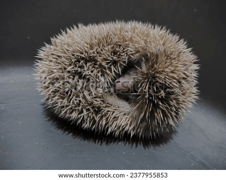 picture of the rolling hedgehog