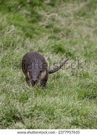 Otter Running on a Grass Bank