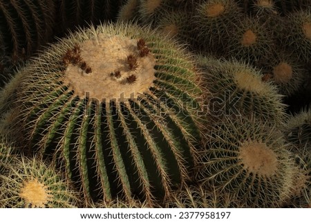 Closeup image of Golden Barrel Cactus or Echinocactus grusonii in botanic garden en Valencia.
