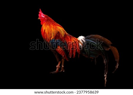 Rooster standing isolated on black background