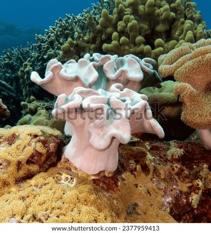 A Mushroom Leather coral in a shallow reef Apo Island Philippines