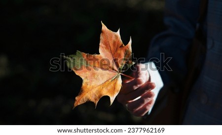 red maple leaf on a soft dark background