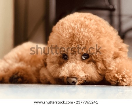 Cute golden brown poodle picture