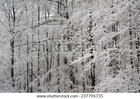 Beautiful background with frosted branches in winter forest