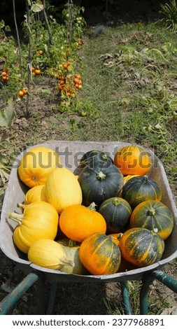 many colored pumpkins in a metal garden wheelbarrow against the background of a bed with tomatoes, vertical picture, autumn vegetable harvest collected in a wheelbarrow