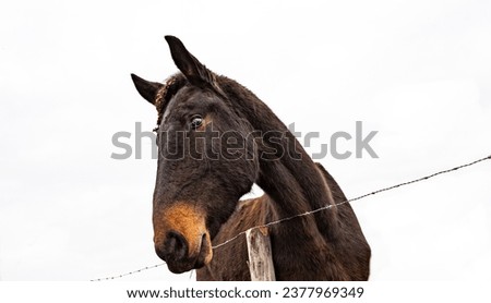 HORSE FRIEND ANIMALS  HEAD  PICTURE