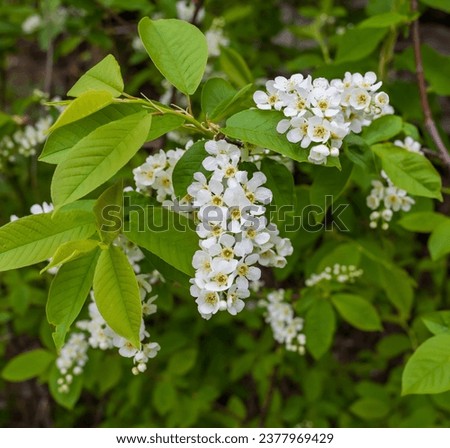 Flowers of the berry bush "Cherry" close-up on the background of greenery in spring