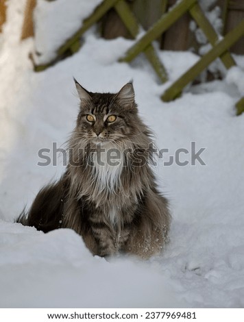 Maine Coon Cat sitting in the snowy garden