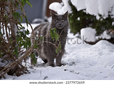 Maine Coon Cat coming back from the walk through the snowy garden