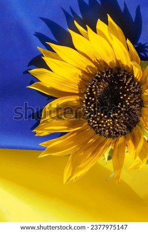 Sunflower on the Ukrainian Flag, Symbols of Ukraine. Copy Space for Text.