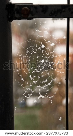 Spider web in large flakes of fresh snow. Royalty-Free Stock Photo #2377975793