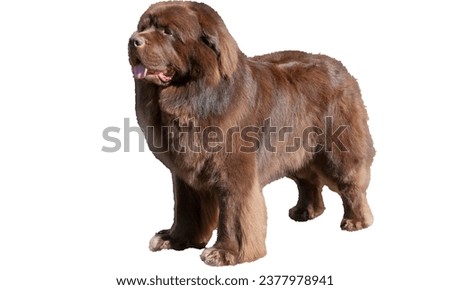 newfoundland dog.New foundland sittind.Single large black Newfoundland dog is standing on the grass Royalty-Free Stock Photo #2377978941