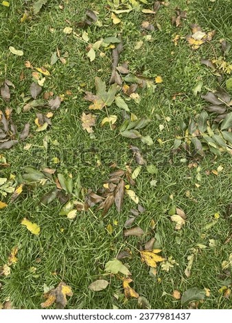 Leaves falls on autumn season in Denmark 