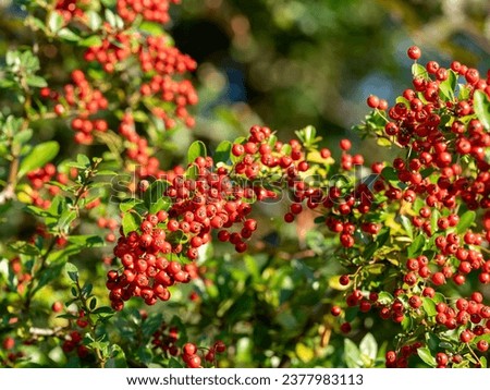 ripe fruits or red pomes of Pyracantha, a genus of large thorny evergreen shrubs in the family Rosaceae, also called firethorn Royalty-Free Stock Photo #2377983113