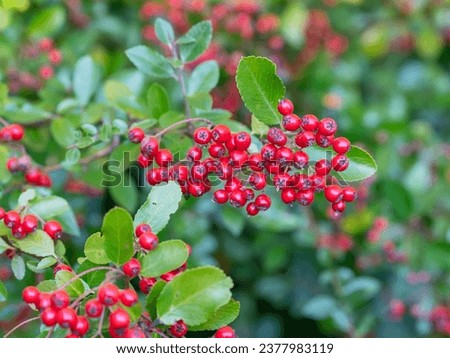 ripe fruits or red pomes of Pyracantha, a genus of large thorny evergreen shrubs in the family Rosaceae, also called firethorn Royalty-Free Stock Photo #2377983119