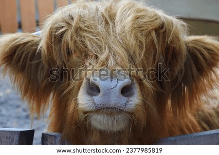 Portrait of a Scottish bull close-up