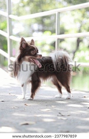 The brown and white chihuahua dog in the natural park.