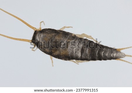 Silverfish (Lepisma saccharina), adult. Isolated on a gray background. Top view.