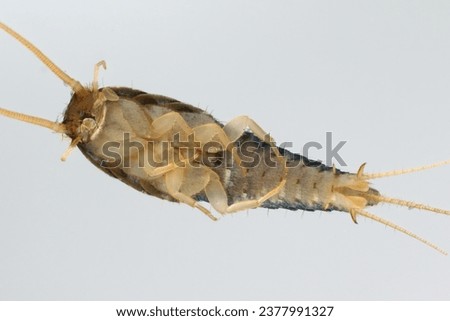 Silverfish (Lepisma saccharina), adult. Visible underside of the body.