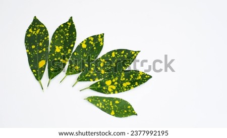 Green leaves with yellow spots isolated on white background