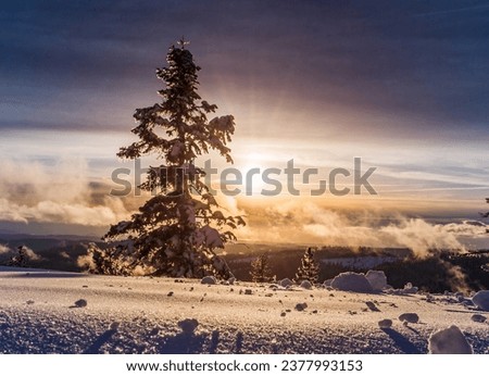 The photo showing the pine tree with the sun sent from the back in the winter looks beautiful.