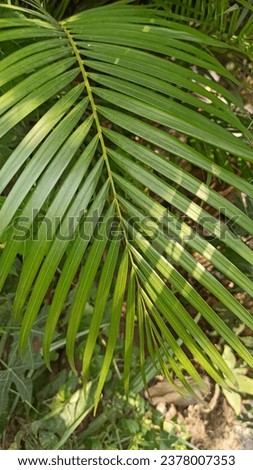 Tiny coconut leaf, vibrant green, basking in tropical sunlight, natural beauty